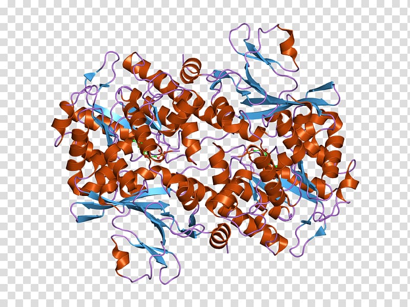 Nicotinamide phosphoribosyltransferase Art pre-B-cell colony enhancing factor 1 Enzyme, others transparent background PNG clipart