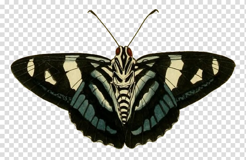Butterfly Insect Moth Pollinator Invertebrate, bottom transparent background PNG clipart