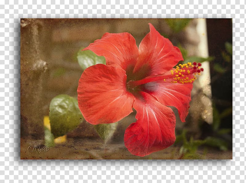 Hibiscus Petal Wildflower, heart beat transparent background PNG clipart