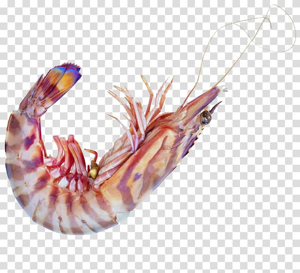 Caridea Seafood Shrimp Astaxanthin, Lobster material transparent background PNG clipart