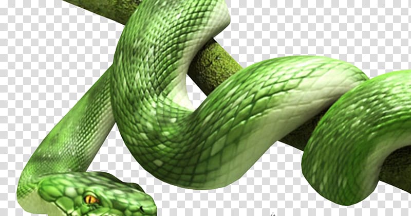 Snake Vipers , snake transparent background PNG clipart