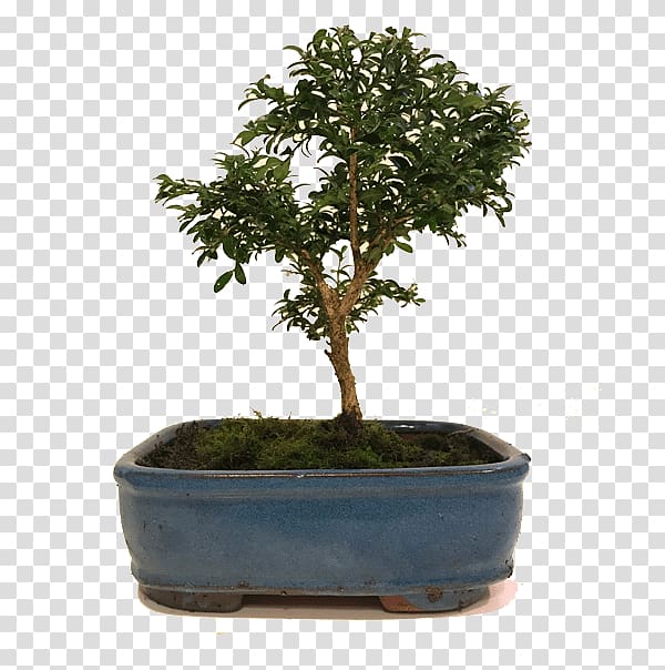 Chinese sweet plum The Mini Bonsai Kit Tree Flowerpot, tree transparent background PNG clipart