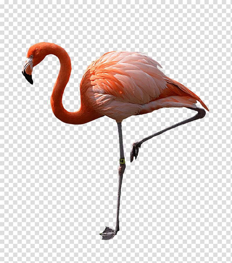red flamingo transparent background PNG clipart