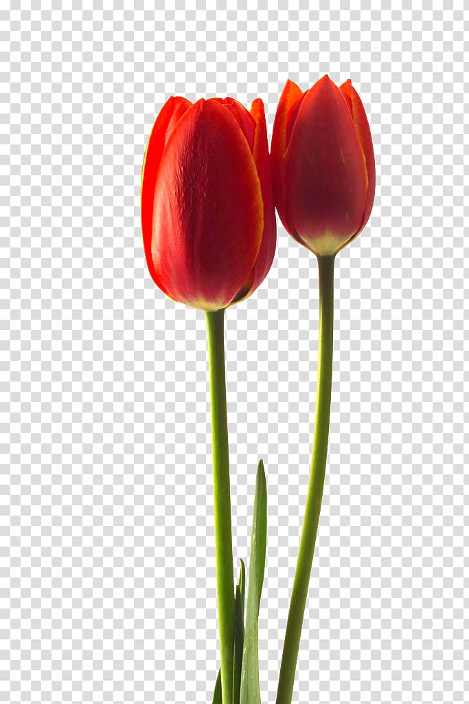 Tulipa gesneriana Flower , Red tulips transparent background PNG clipart