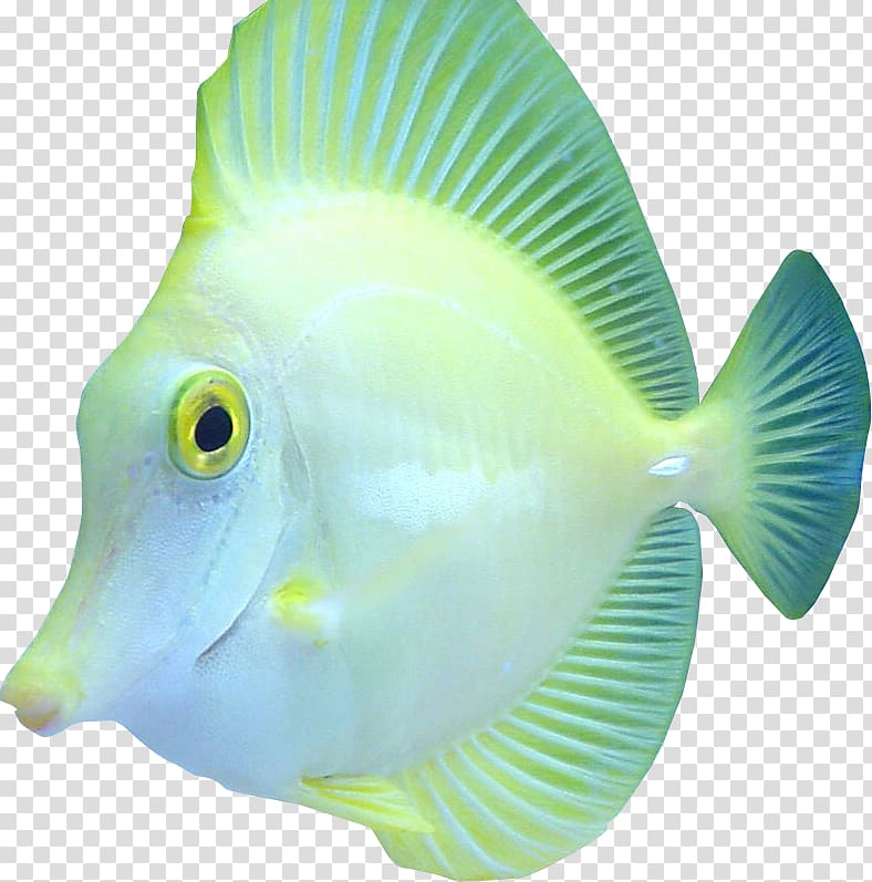 Marine biology Coral reef fish, others transparent background PNG clipart
