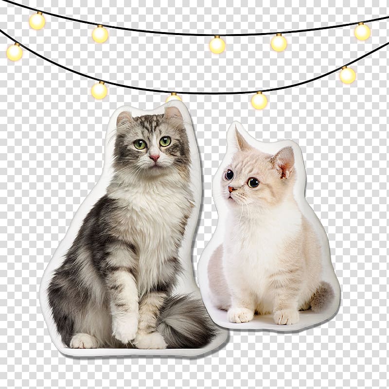 American Curl Munchkin cat Himalayan cat Maine Coon Kitten, creative cat transparent background PNG clipart