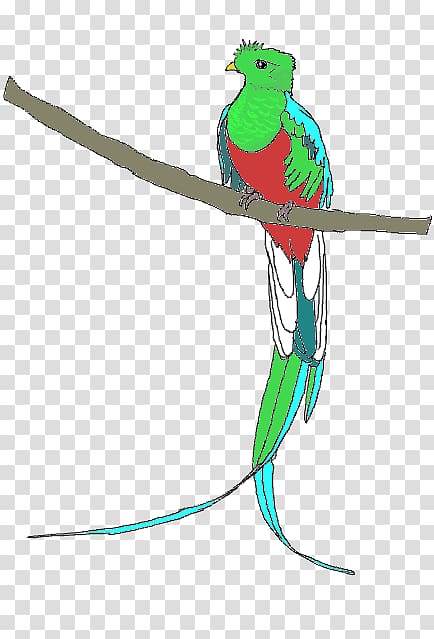 Resplendent quetzal , Bird transparent background PNG clipart