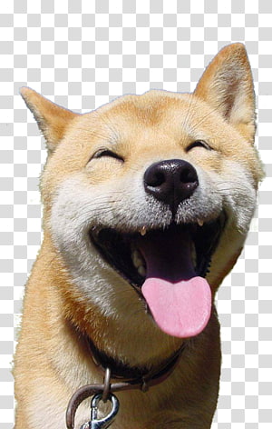 Shiba Inu Doge Zazzle T Shirt Bag Save The Doge Transparent - doge warrior shiba inu puppy roblox png 768x432px