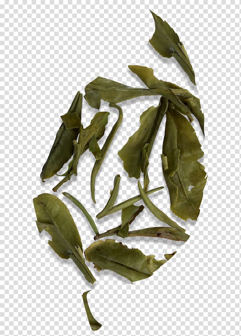 White tea Fujian Tieguanyin Bai Mudan, tea leaves transparent background PNG clipart