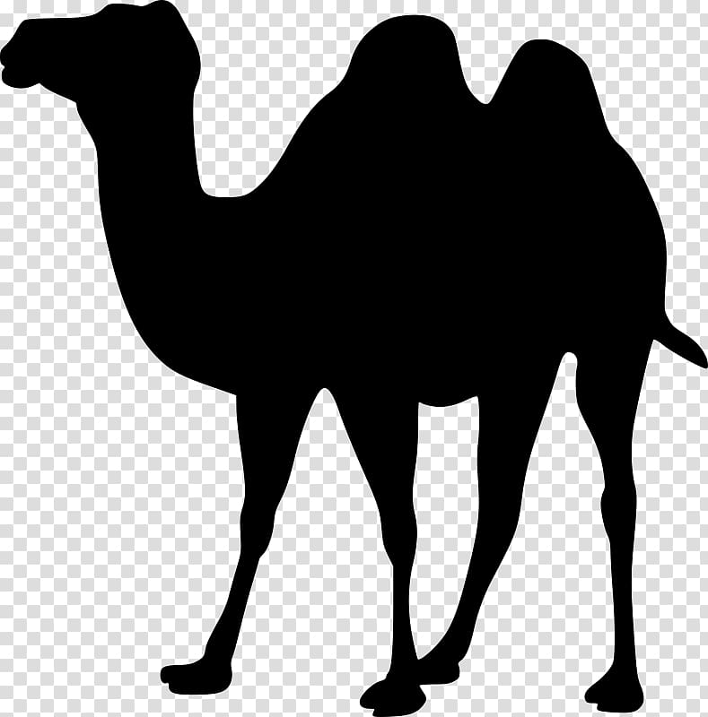 Bactrian camel , others transparent background PNG clipart