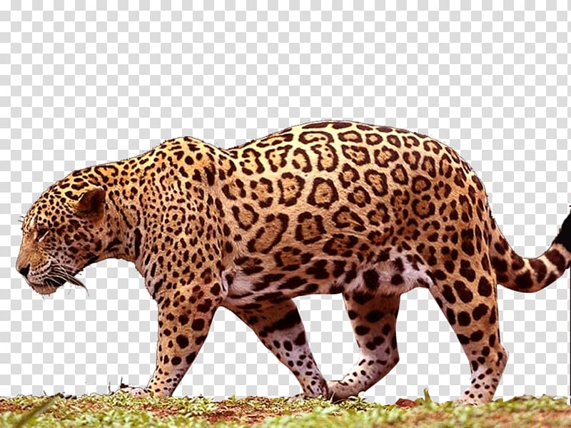 Jaguar transparent background PNG clipart