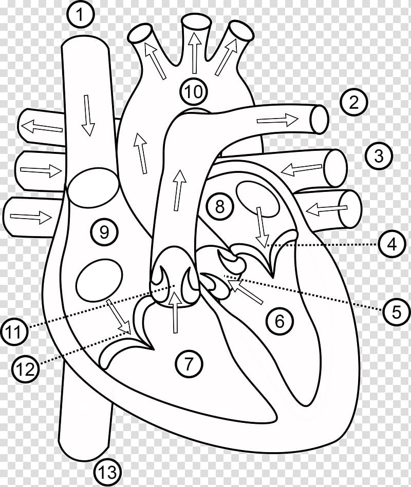 Heart Butterfly Anatomy Human body Organ, human heart transparent background PNG clipart
