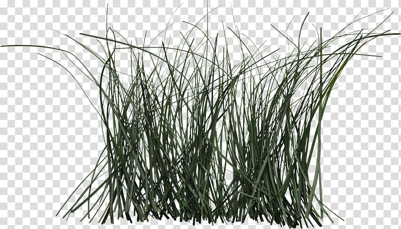 Grass Cymbopogon citratus Plant Rattan Herb, mosquito transparent background PNG clipart