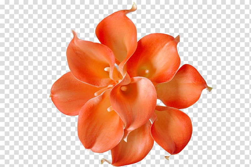 Flower Petal Close-up Peach, callalily transparent background PNG clipart