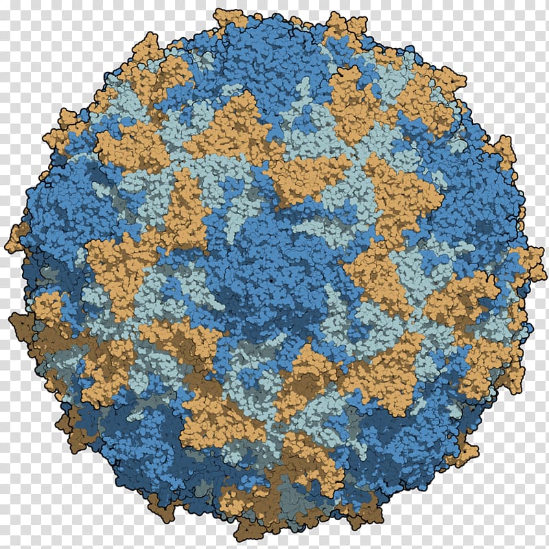 Poliovirus Poliomyelitis Capsid Rhinovirus, chain transparent background PNG clipart
