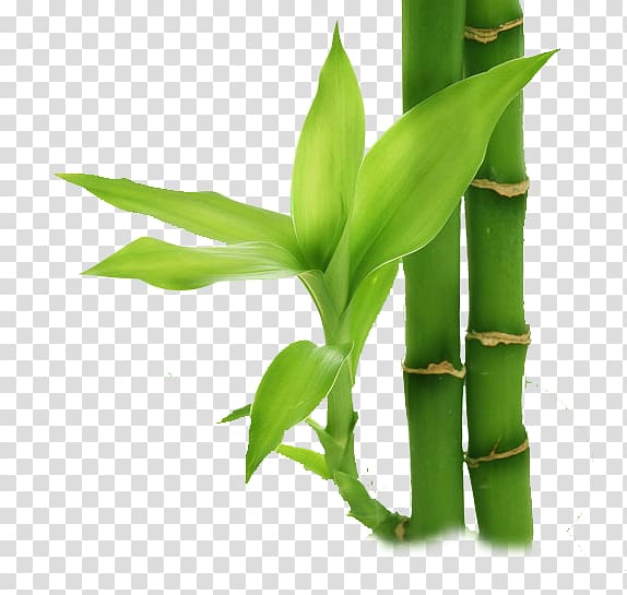 Bamboo Display resolution , bamboo transparent background PNG clipart