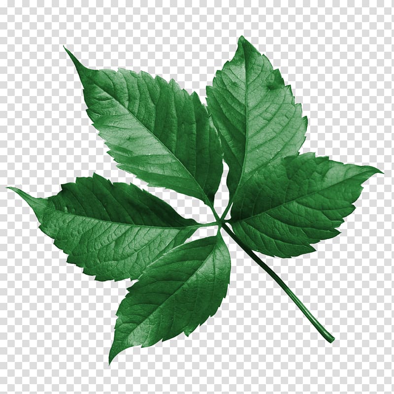 Leaf Flower Drawing, persimmon transparent background PNG clipart