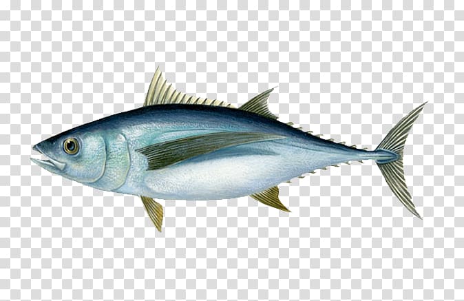 Albacore Bigeye tuna Blackfin tuna Yellowfin tuna Southern bluefin tuna, Fishing transparent background PNG clipart