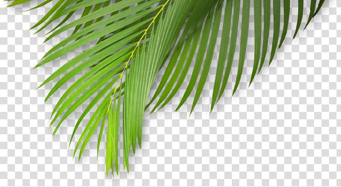 Leaf Plant stem Tropical climate Tropics, Leaf transparent background PNG clipart
