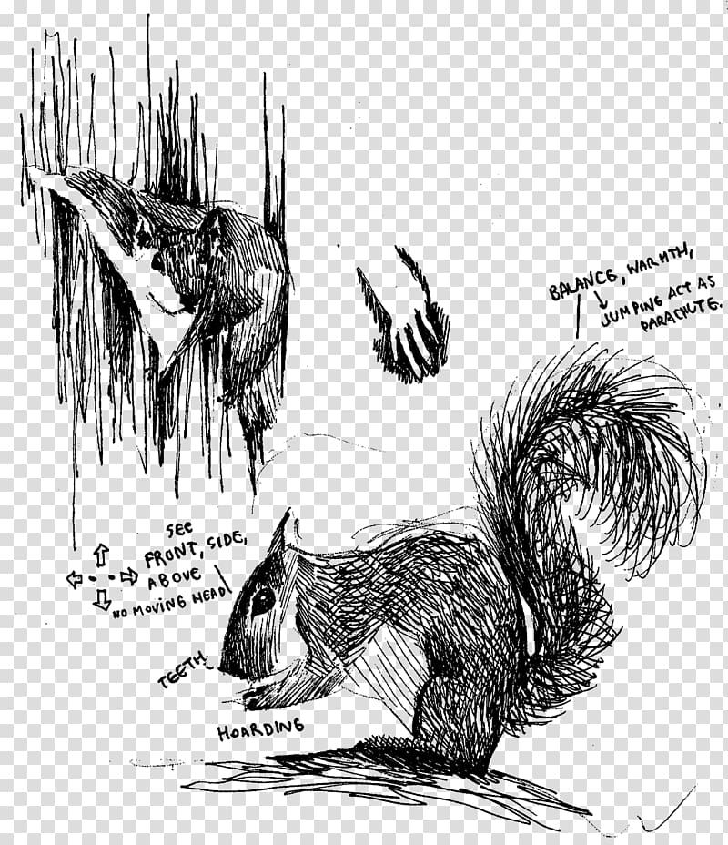 Squirrel Porcupine Canidae Dog Fauna, shoal of fish transparent background PNG clipart