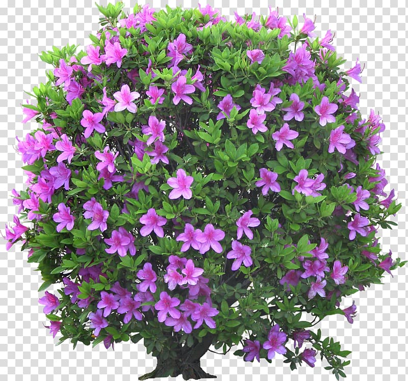 Psd Garden Portable Network Graphics Flower Shrub, flower transparent background PNG clipart