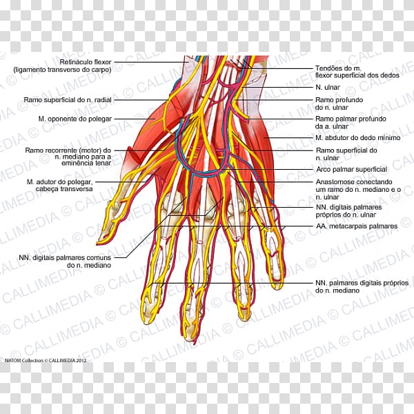 Nerve Human body Blood vessel Forearm Hand, hand transparent background PNG clipart