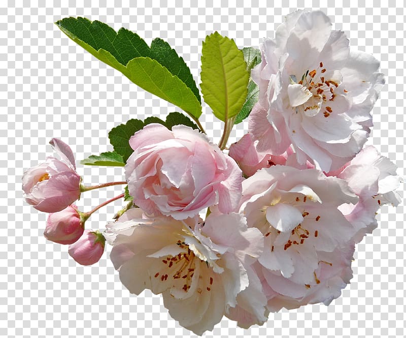 Desktop Apple Flower , cherry blossoms transparent background PNG clipart