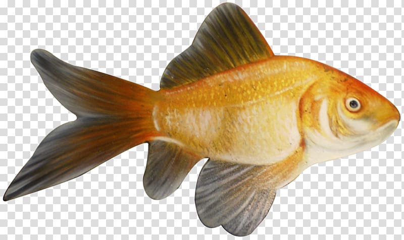 Goldfish Feeder fish Animal, fish transparent background PNG clipart