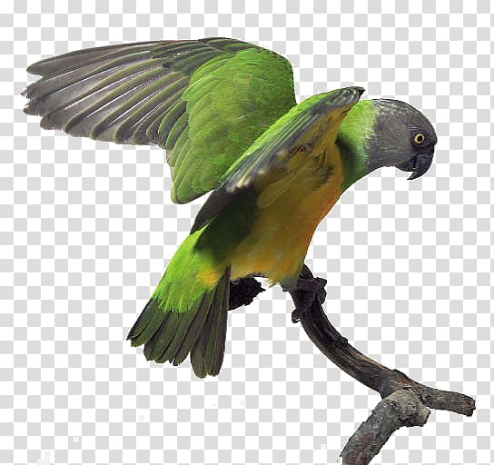 Budgerigar Senegal parrot Bird Amazon parrot, parrot transparent background PNG clipart