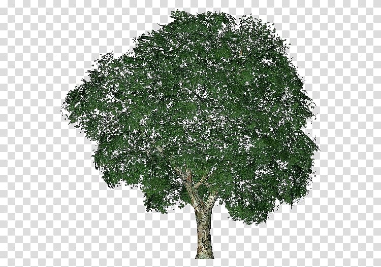 Ulmus minor Tree Computer Software Project Shrub, tree transparent background PNG clipart