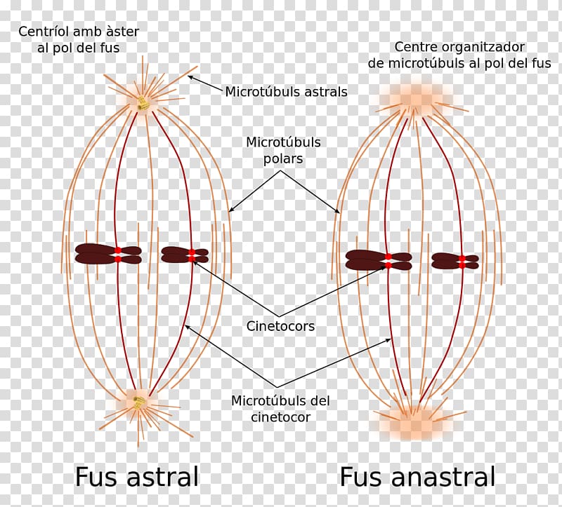 spindle-apparatus-mitosis-microtubule-kinetochore-fus-e-transparent