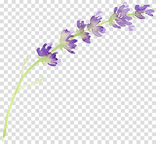 purple flower illustration, English lavender Flower Watercolor painting , lavender transparent background PNG clipart
