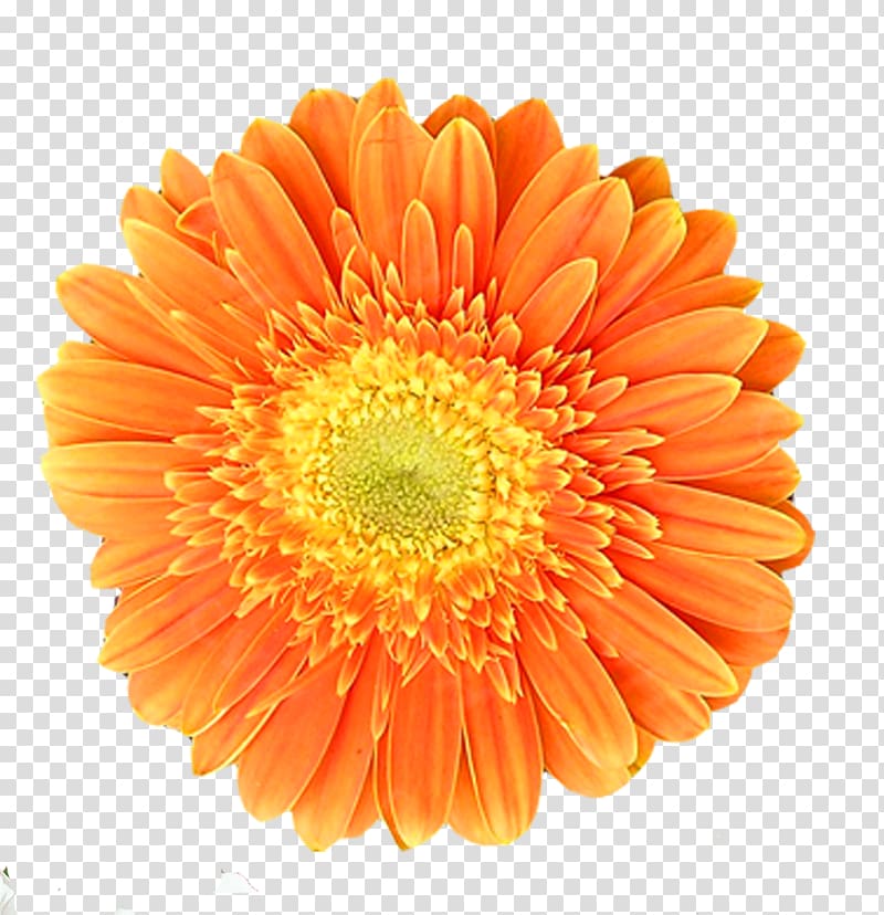 Orange Chrysanthemum Transvaal daisy Flower, chrysanthemum transparent background PNG clipart