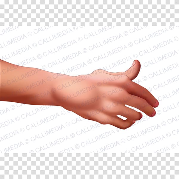 Thumb Rheumatoid arthritis La artritis Rheumatism, hand transparent background PNG clipart