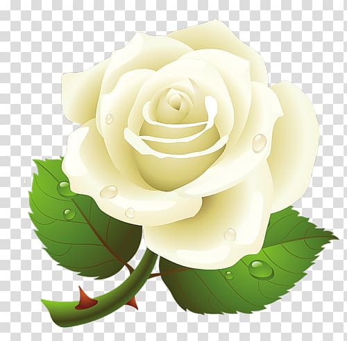 White roses transparent background PNG clipart