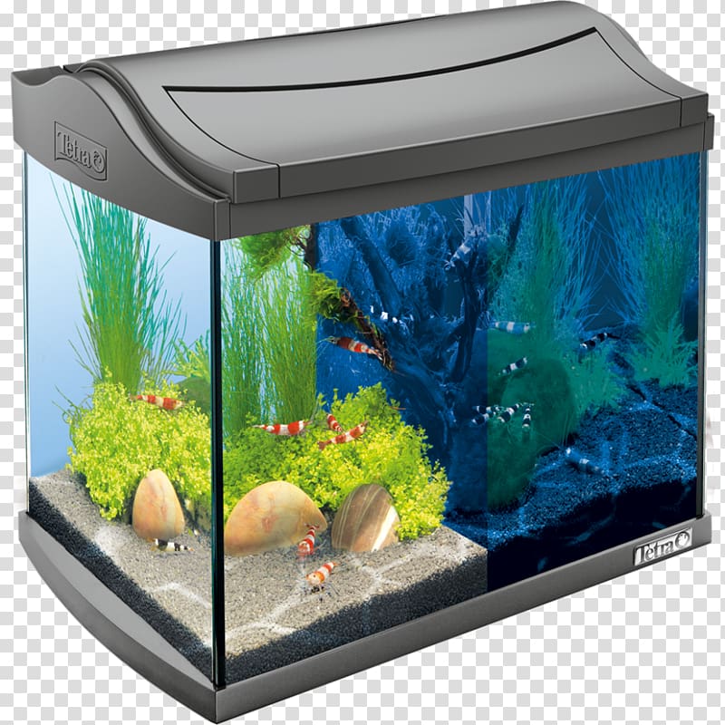 Siamese fighting fish Tetra Nano aquarium Innenfilter, aquarium transparent background PNG clipart