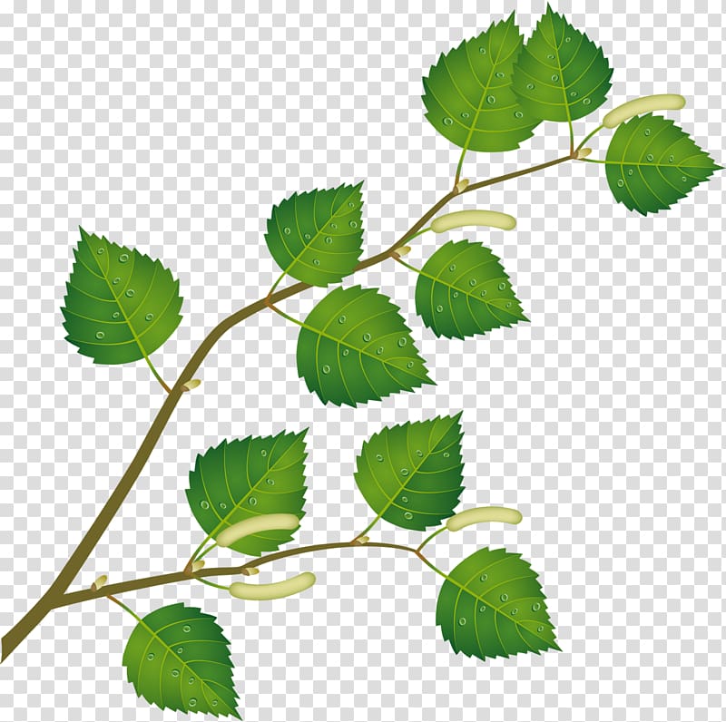 Leaf Birch Tree Branch , claw transparent background PNG clipart