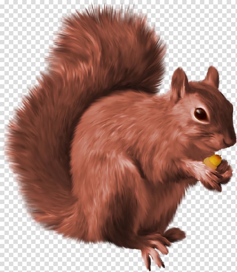 Squirrel , Squirrel transparent background PNG clipart