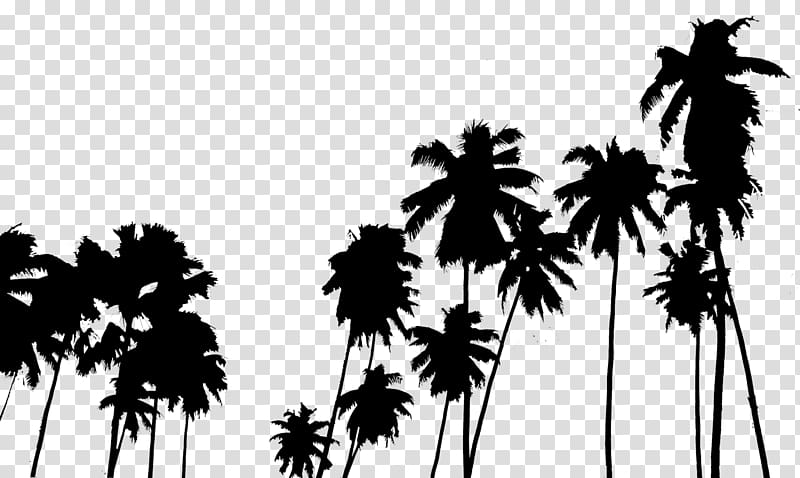 tumblr photography palm trees
