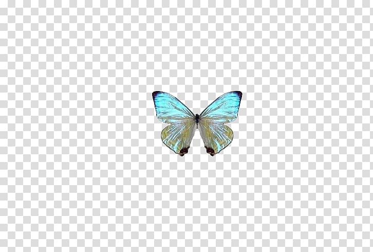 Butterfly Papillon dog Turquoise Pendant Pattern, Blue Butterfly Dream transparent background PNG clipart