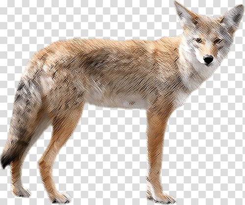 Jackal, coyote transparent background PNG clipart