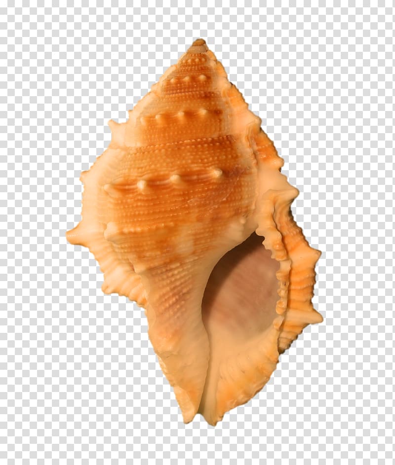 Seashell Molluscs Conch, seashell transparent background PNG clipart