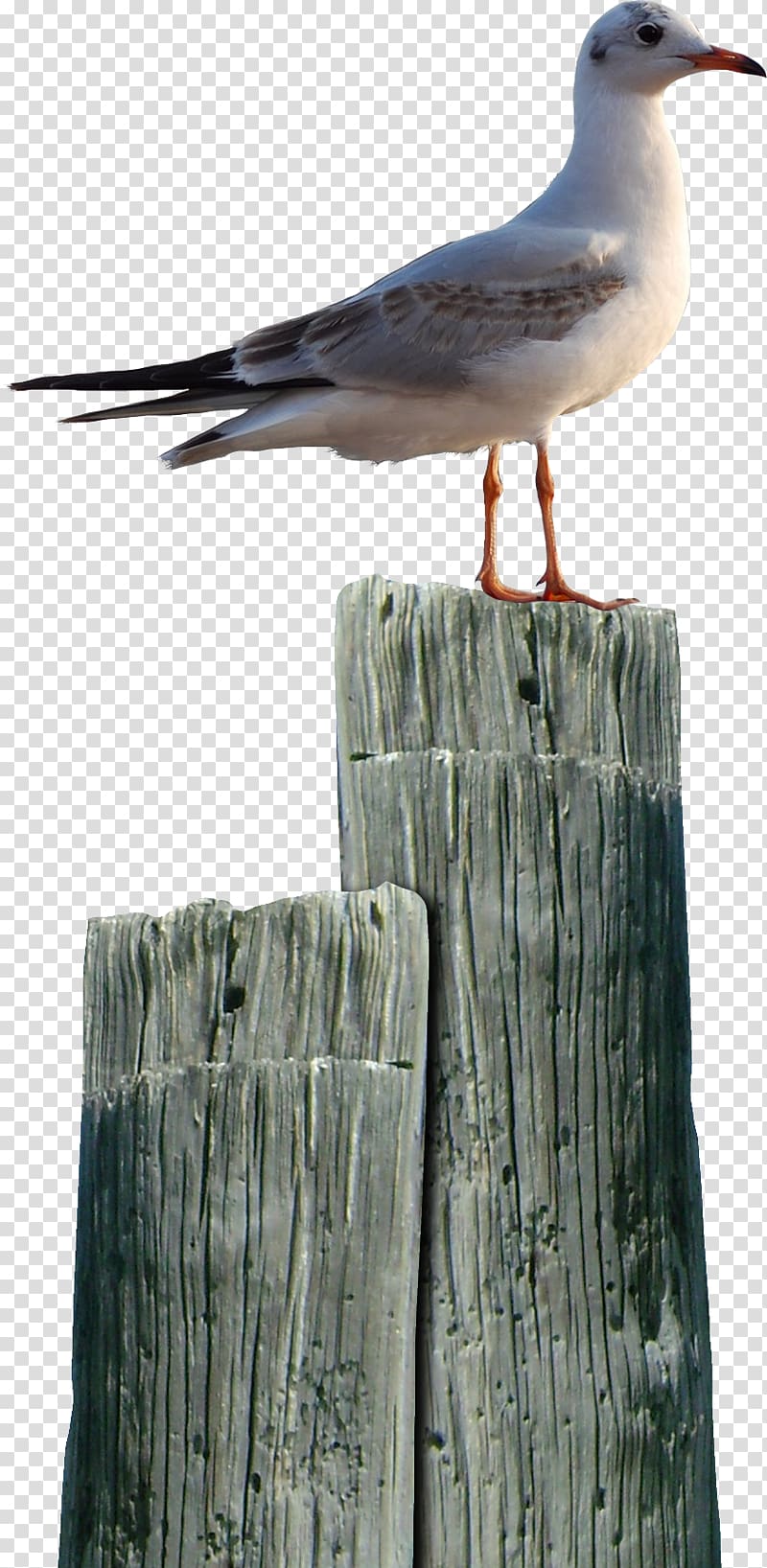 Seabird .net Painting, Bird transparent background PNG clipart
