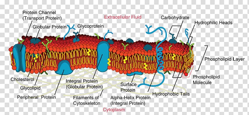 Cell membrane Biological membrane Fluid mosaic model Biology, others transparent background PNG clipart