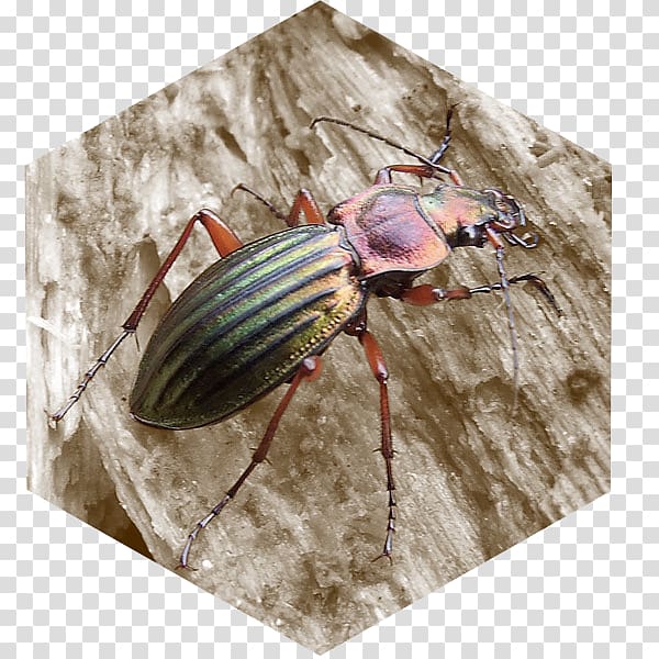 Weevil Insect, insect transparent background PNG clipart