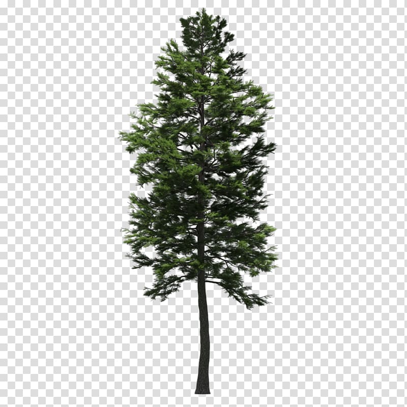 Spruce Scots pine Fir Larch Tree, tree transparent background PNG clipart