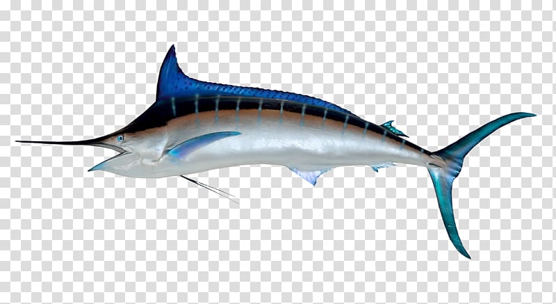 silver and blue fish, Sailfish Atlantic blue marlin Illustration, Swordfish transparent background PNG clipart
