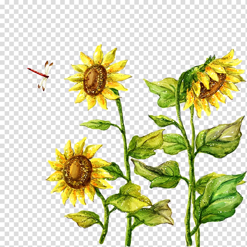 Fukei Drawing Illustration, sunflower transparent background PNG clipart