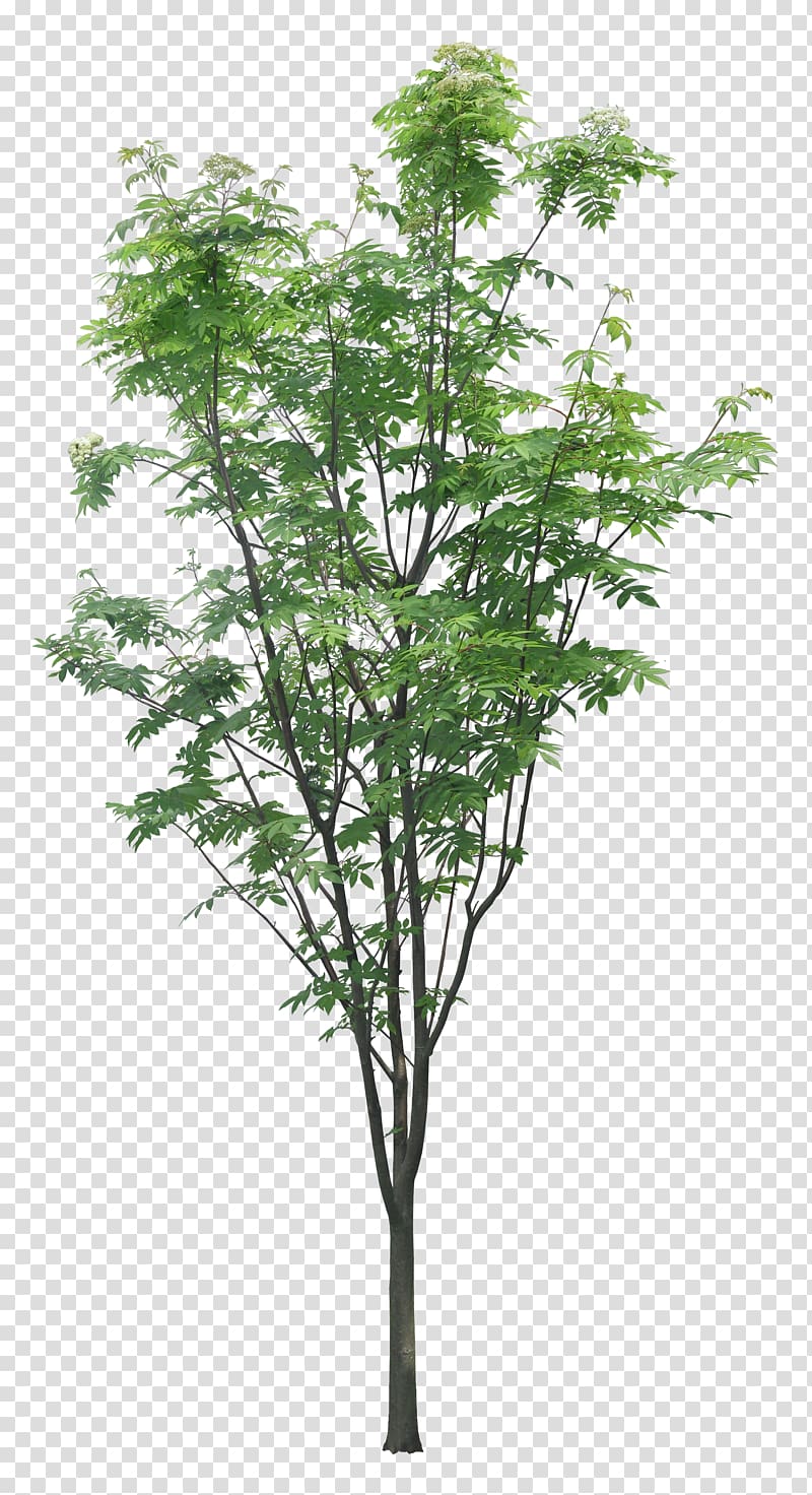 green tree, Tree Layers Branch, Luxuriant trees transparent background PNG clipart