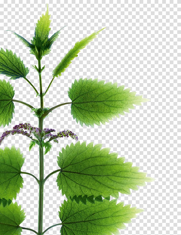 Nettles KLORANE Dry Shampoo with Oat Milk KLORANE Dry Shampoo with Nettle, Paeonia Lactiflora transparent background PNG clipart